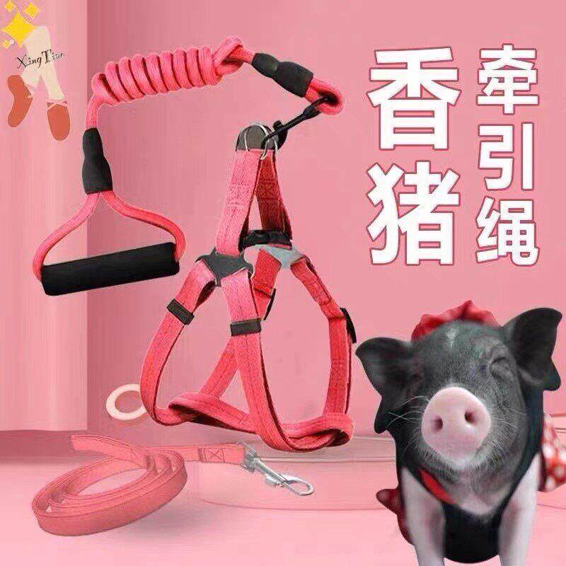 小香猪牵引绳中小型猪猪宠物猪胸背带溜兔子猫狗加长遛猪神器拉风