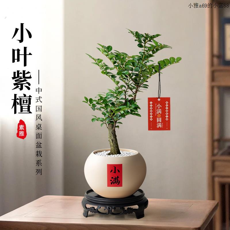 小叶紫檀盆景植物室内茶几客厅办公室桌面树苗四季好养活绿植盆栽