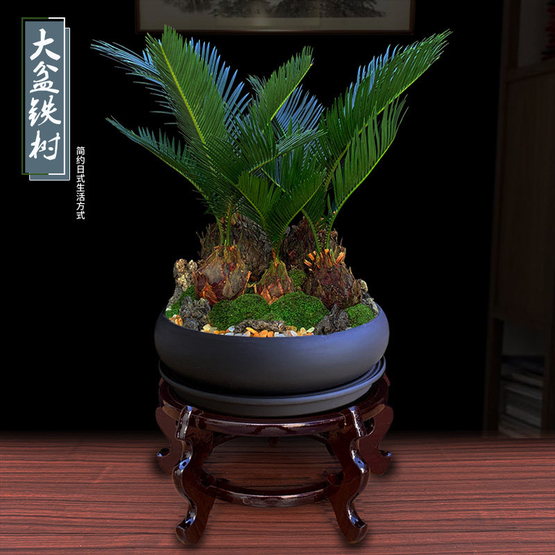 铁树盆栽大型植物室内好养办公绿植客厅桌面花卉盆景乔迁开业送礼
