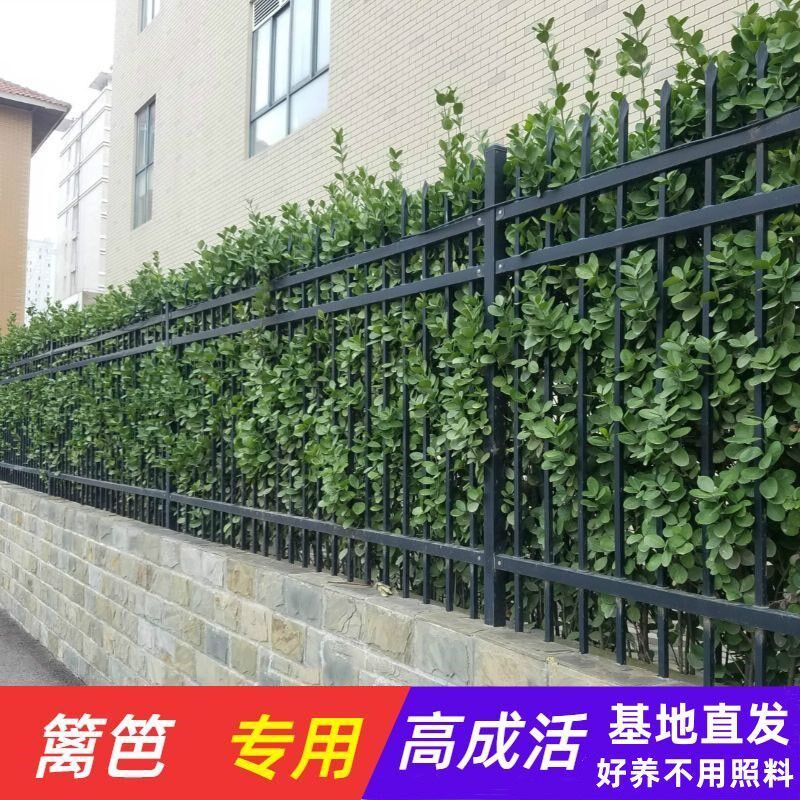 冬青树苗北海道黄杨庭院绿篱笆墙四季常青不落叶好养苗木大叶黄杨