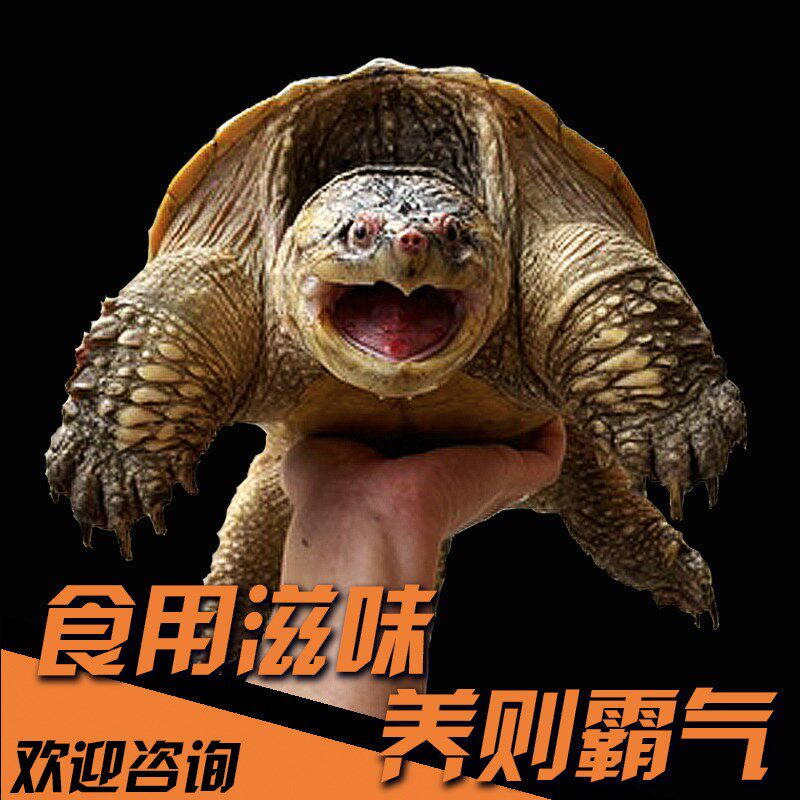 鳄龟食用鳄鱼龟活物可食用养殖杂佛北美小鳄龟大乌龟幼苗宠物包活图片