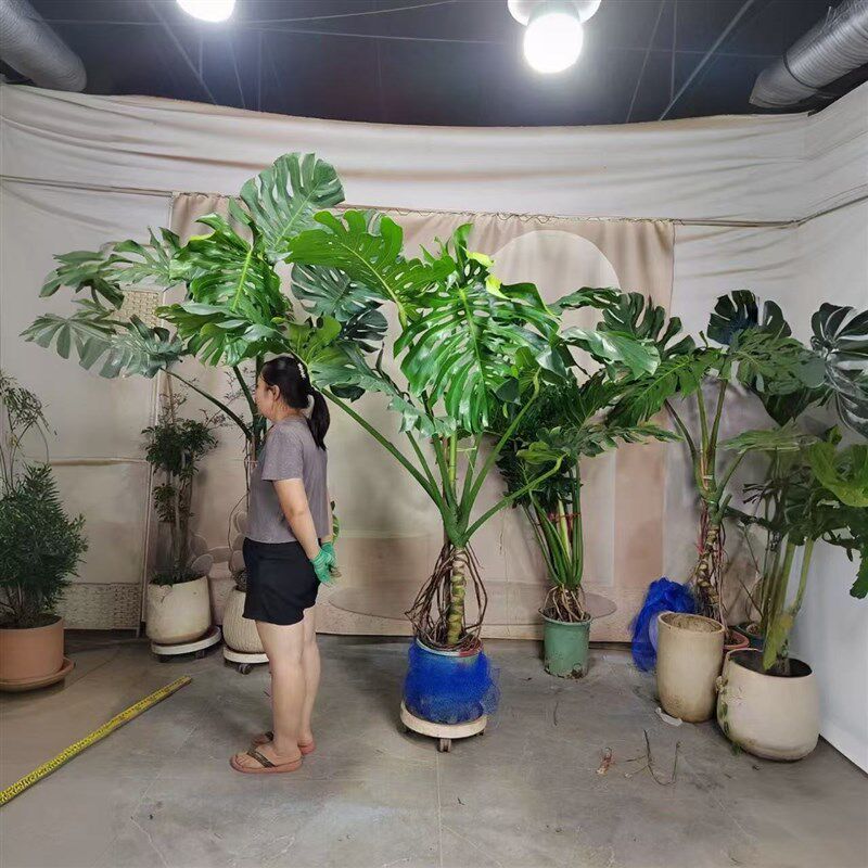 老桩龟背芋客厅大盆栽提根大叶客厅室内大型植物开背巨型绿植好养