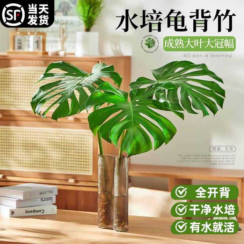 龟背竹水培植物室内客厅观叶绿植物四季常青老桩大叶好养净化空气