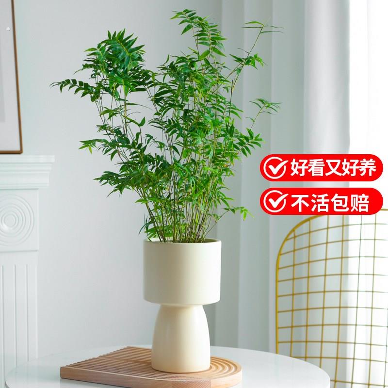 米竹盆栽植物室内竹子客厅凤尾竹观音竹书房米竹盆景茶几桌面竹苗