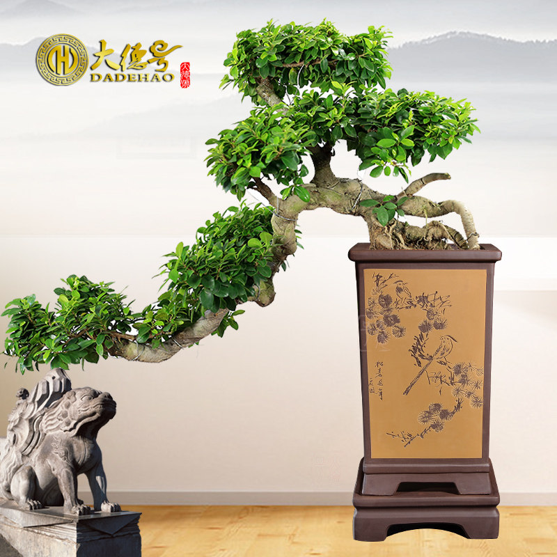 紫砂花盆盆景盆四方形带托盘大蕙兰墨兰吊篮君子兰花盆兰花专用盆