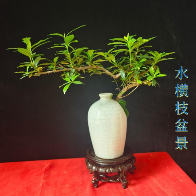 精品提根小叶栀子盆栽开花水横枝盆景办公室阳台庭院一物一拍包邮