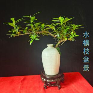精品提根小叶栀子盆栽开花水横枝盆景办公室阳台庭院一物一拍包邮