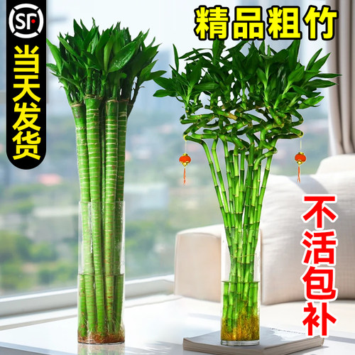 带根转运竹水养富贵竹节节高发财龙竹子水培植物客厅招财绿植盆栽