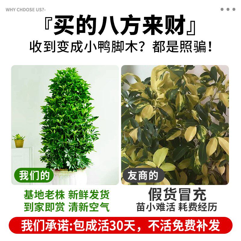 鸭脚木盆栽客厅绿植室内大型八方来财造型鸭掌木七叶莲植物发财树