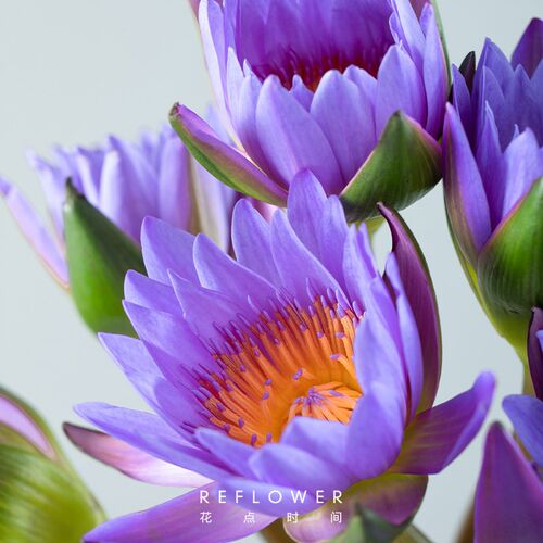 花点时间睡莲鲜花紫粉色带花苞水养云南昆明直发荷花束切水培四季