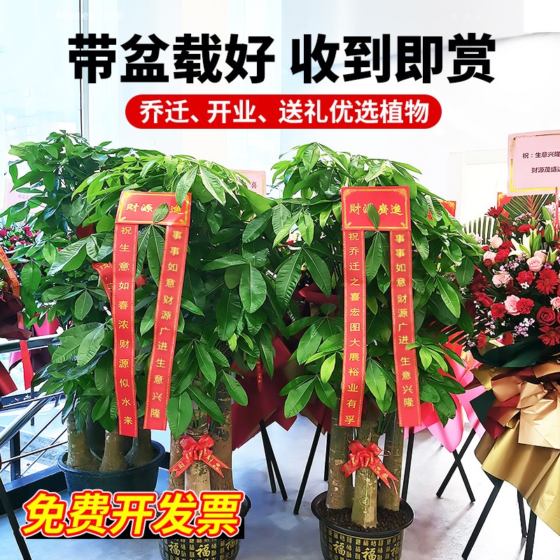 发财树客厅大盆栽2024新款圆叶摆件盆景阳台庭院带花盆乔迁旺宅树