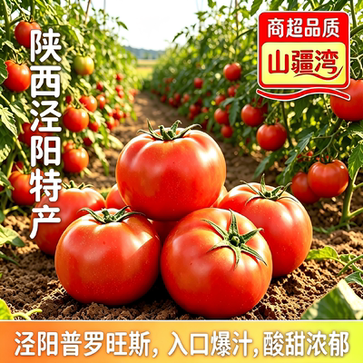 山疆湾泾阳普罗旺斯西红柿现发