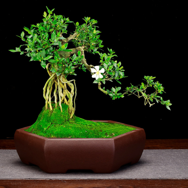 紫砂花盆仿古泥绘大口径圆形精品多肉植物菖蒲桌面绿植盆景盆包邮
