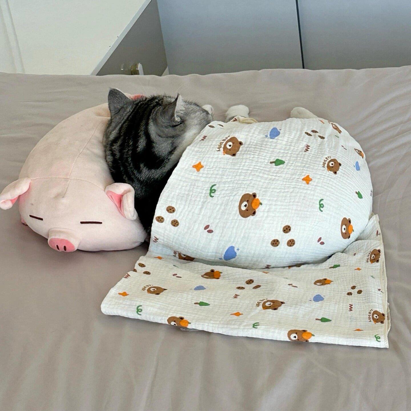 小猪盖被!宠物毯子毛毯小被子猫咪狗狗宠物用品睡觉用可爱小猫
