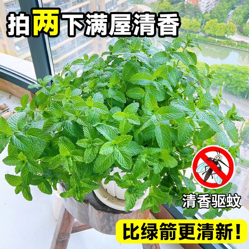 薄荷盆栽可食用大苗驱蚊植物阳台室内绿植四季好养迷迭香料罗勒叶