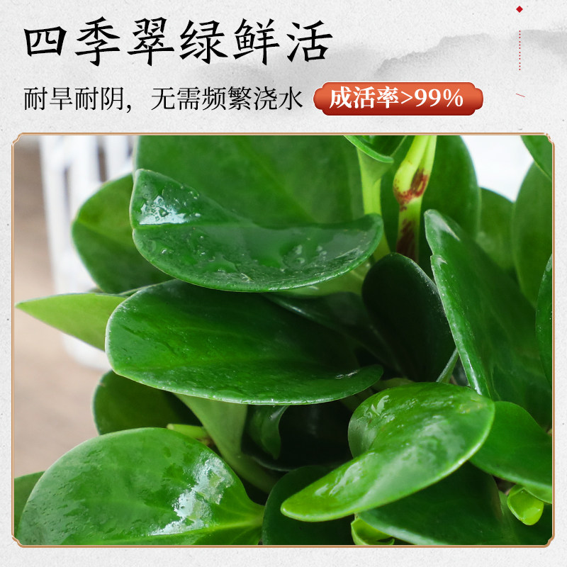 碧玉盆栽室内绿植盆景豆瓣绿去甲醛净化空气客厅桌面绿植四季常青