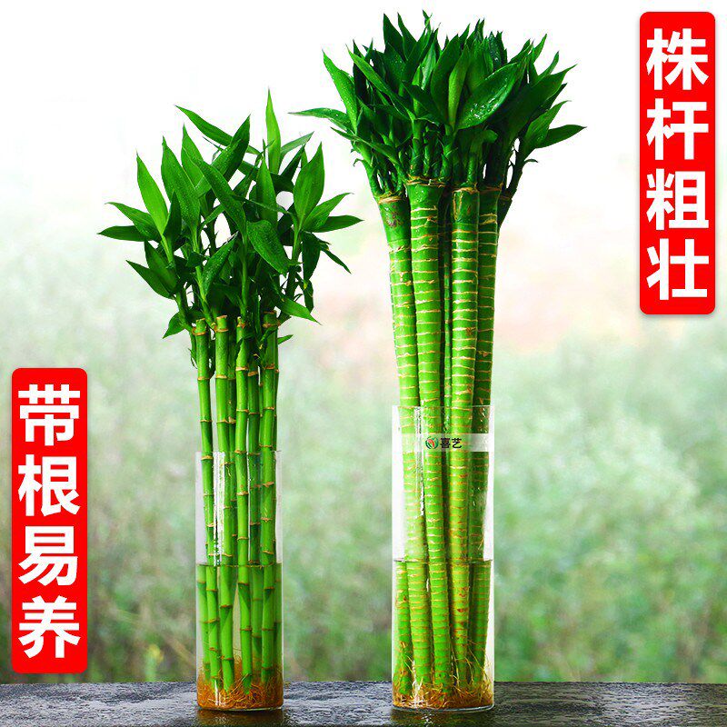 带根文昌竹龙竹观音竹金榜题名转运竹富贵竹植物水养客厅室内盆栽