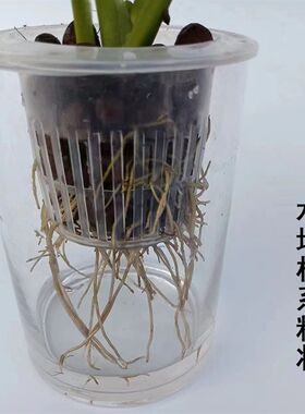 水培仙洞龟背竹盆栽多孔爬藤室内喜阴植物桌面花卉好养净化空气