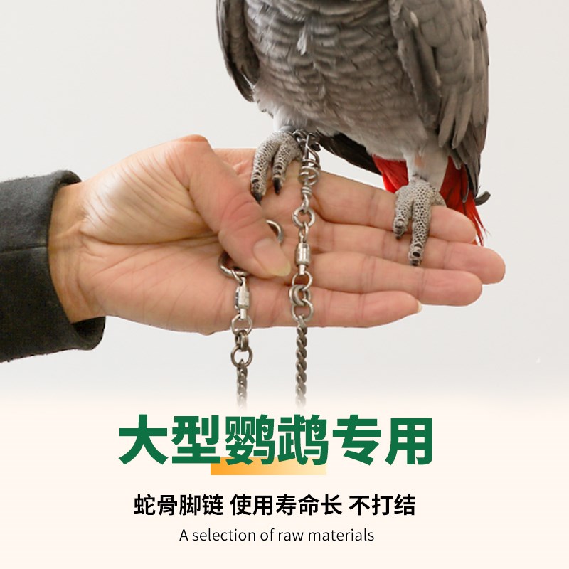中大型灰机鹦鹉专用不锈钢脚链脚环不伤脚活扣超轻可拆卸免费刻字