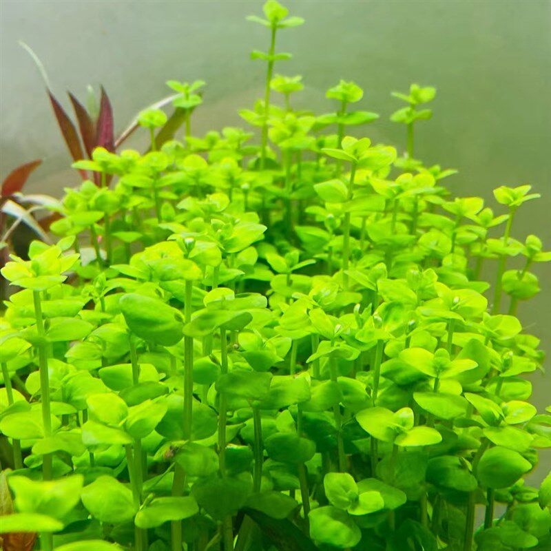 西瓜对叶水草植物鱼缸造景装饰阴性水草真草新手水草水榕莫斯套餐