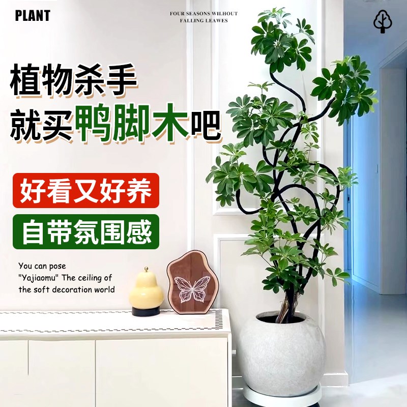 造型鸭脚木客厅大盆栽鸭掌木鹅掌柴室内落地式大型四季常青绿植物