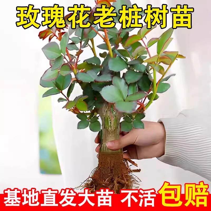 云南基地直发玫瑰老桩开花树苗月季花苗特大花卉四季老根盆栽室内