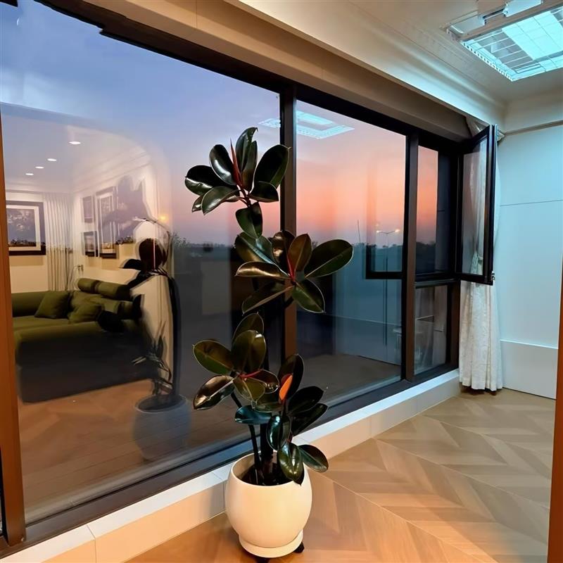 黑金刚橡皮树老桩绿植盆栽红色关公橡皮树老桩室内防辐射净化空气