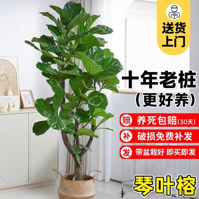 大琴叶榕客厅绿植物室内大型好养老桩大叶盆栽真花落地大号办公室