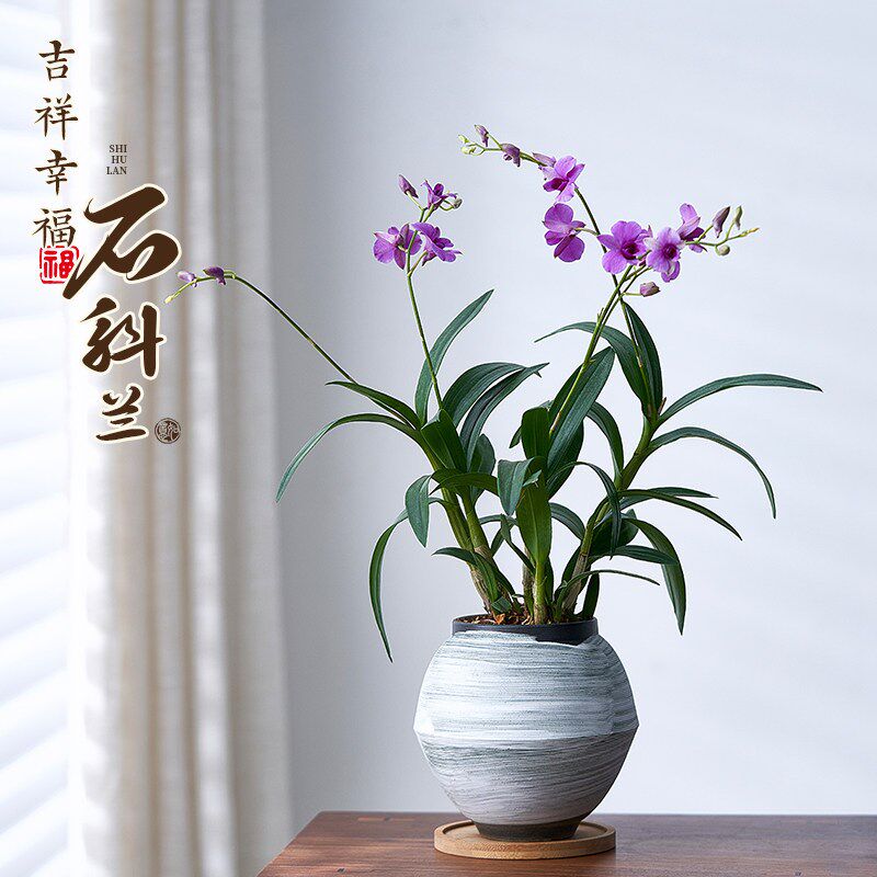 香水石斛兰盆栽带花苞室内好养活客厅浓香型兰花苗四季花卉绿植