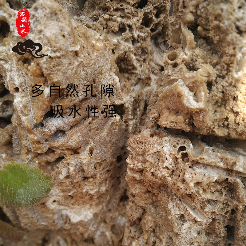 吸水石头盆景上水石水秀原石客厅中大观赏奇石真石植物假山造型石