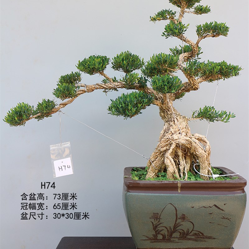 岭南盆景小叶皱皮雀舌黄杨盆景老桩迎客造型室内四季常青绿植盆栽