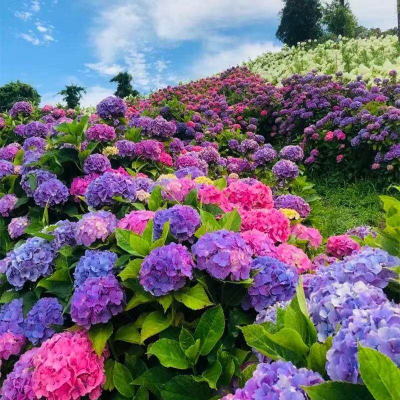 高端花卉贝拉安娜无尽夏圆锥绣球大花苗别墅庭院花园植物四季耐寒