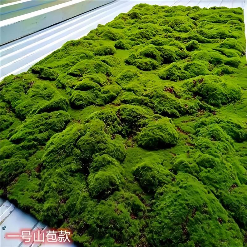 青苔地毯仿真草皮草坪苔藓商场墙贴花墙植物墙盆景盆栽假苔藓橱窗