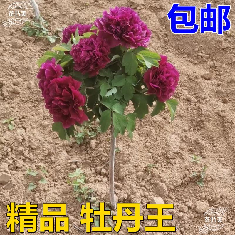 独杆牡丹花树苗正宗对版洛阳红观赏重瓣大花盆栽地栽耐寒老桩大号