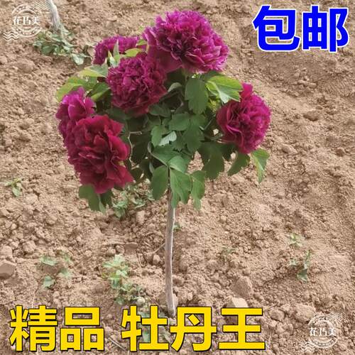 独杆牡丹花树苗正宗对版洛阳红观赏重瓣大花盆栽地栽耐寒老桩大号