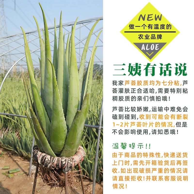 纳豆牛奶美容芦荟盆栽30斤大棵美容院灌肤专用库拉索芦荟罐肤叶