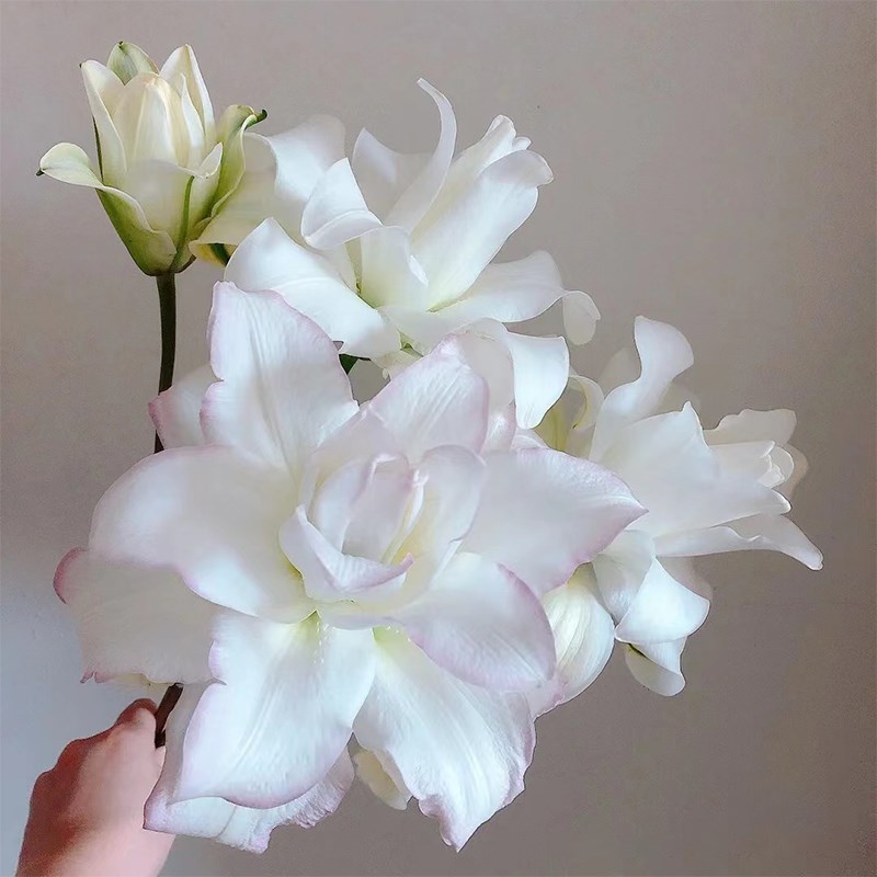 冰美人百合鲜花花束云南直发鲜切花水养插花同城速递重瓣百合花