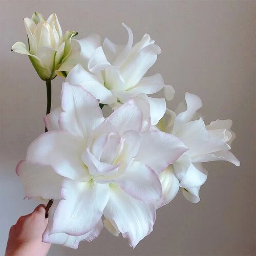 冰美人百合鲜花花束云南直发鲜切花水养插花同城速递重瓣百合花