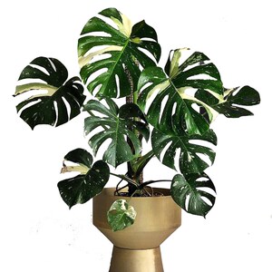龟背竹锦白锦龟背竹 ins风室内观叶植物热带植物绿植盆栽露露花园