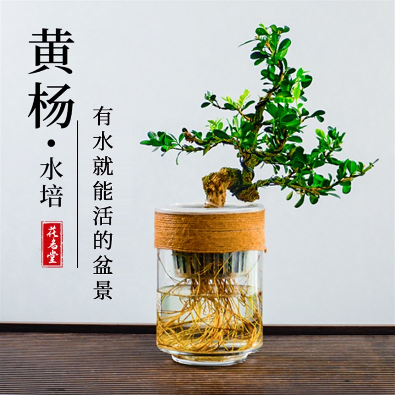 水培黄杨小盆栽绿植物南通雀舌老桩盆景水养办公室内桌面四季常青