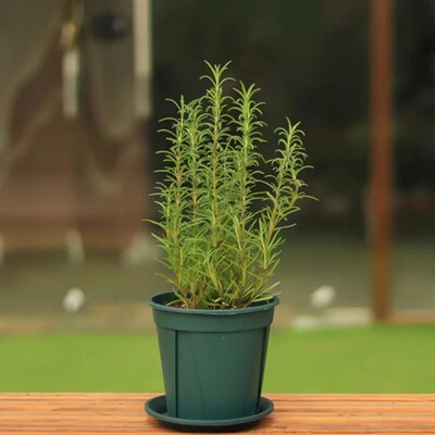 花彩迷迭香盆栽香草植物香料理西餐烹饪阳台花园常绿植观叶有香味