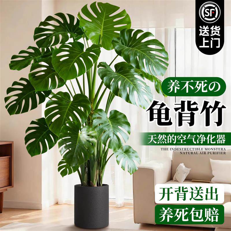 龟背竹客厅大盆栽大叶老桩开背室内客厅大型落地绿植懒人好养植物