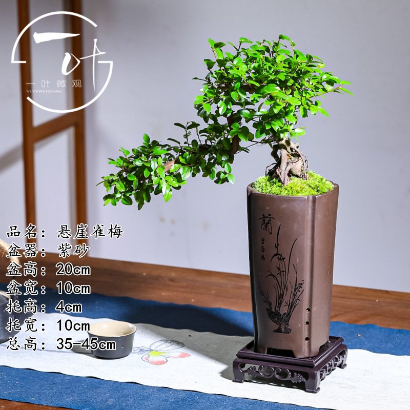 雀梅真盆景室内悬崖式植物造型摆件中式茶室阳台绿植花卉盆栽