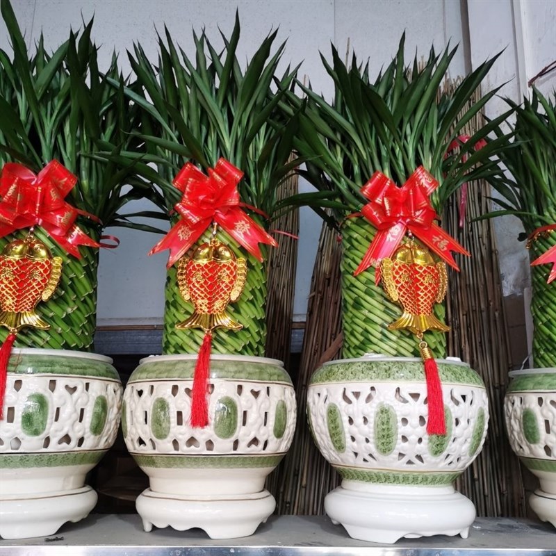 编织富贵竹水培植物花卉水养发财转运竹客厅室内带根盆栽大型绿植