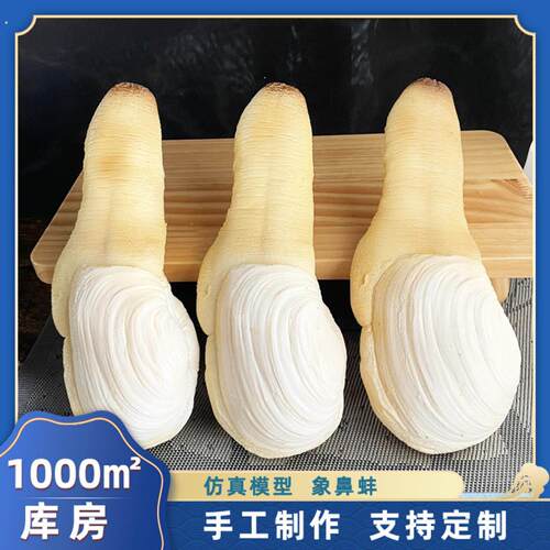 仿真象鼻蚌模型假象鼻蚌标本装饰样品橱窗展厅展示道具展厅道具