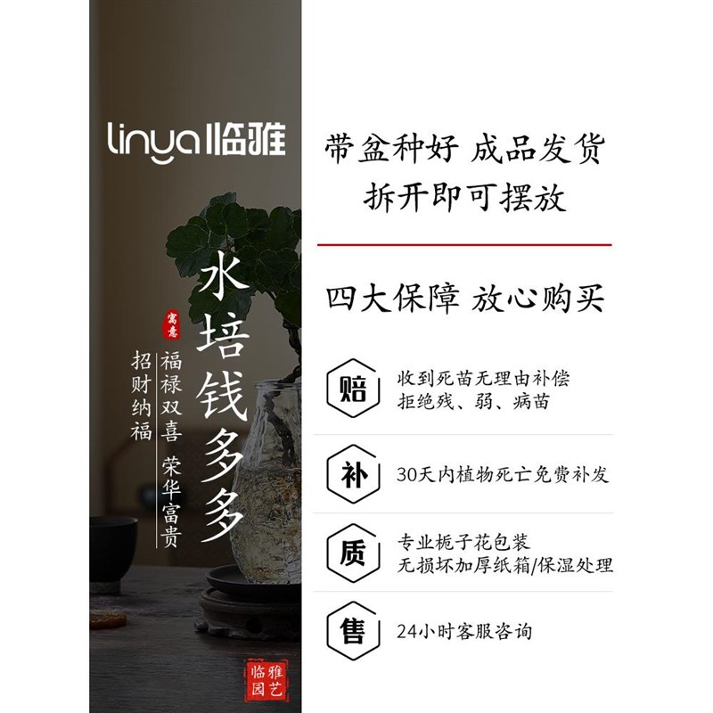 水培圆叶福禄桐钱多多盆栽花卉植物客厅室内桌面茶几懒人水养绿植