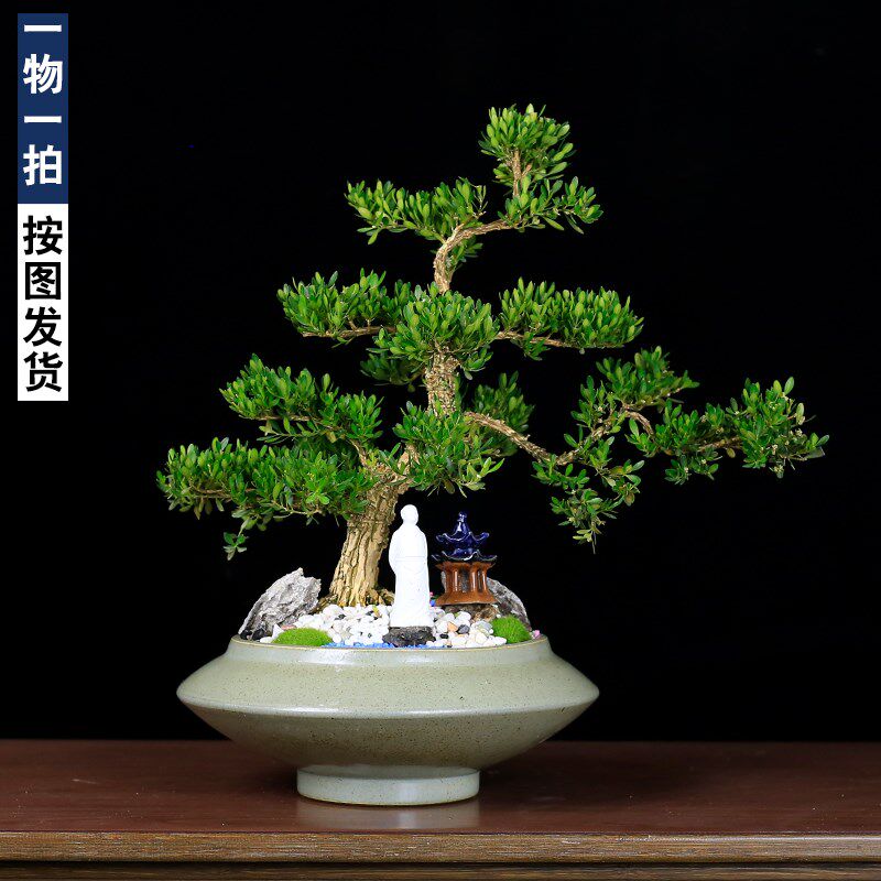 小叶雀舌皱皮黄杨名贵盆景一物一拍矮霸造型老桩植物室内绿植盆栽