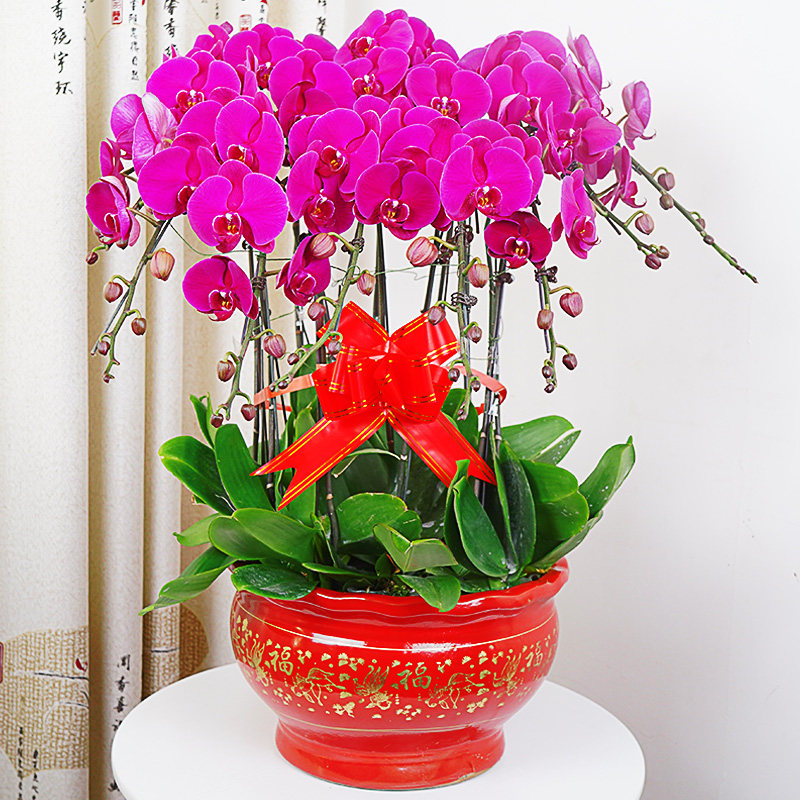 蝴蝶兰盆栽带花室内植物鲜花开业乔迁送礼花卉教师节兰花上海同城