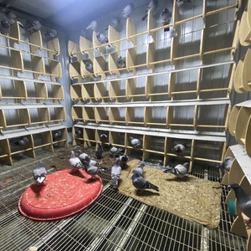 鸽子用品用具赛鸽公棚站架信鸽实木组合栖架寄养棚站架鸽舍休息架