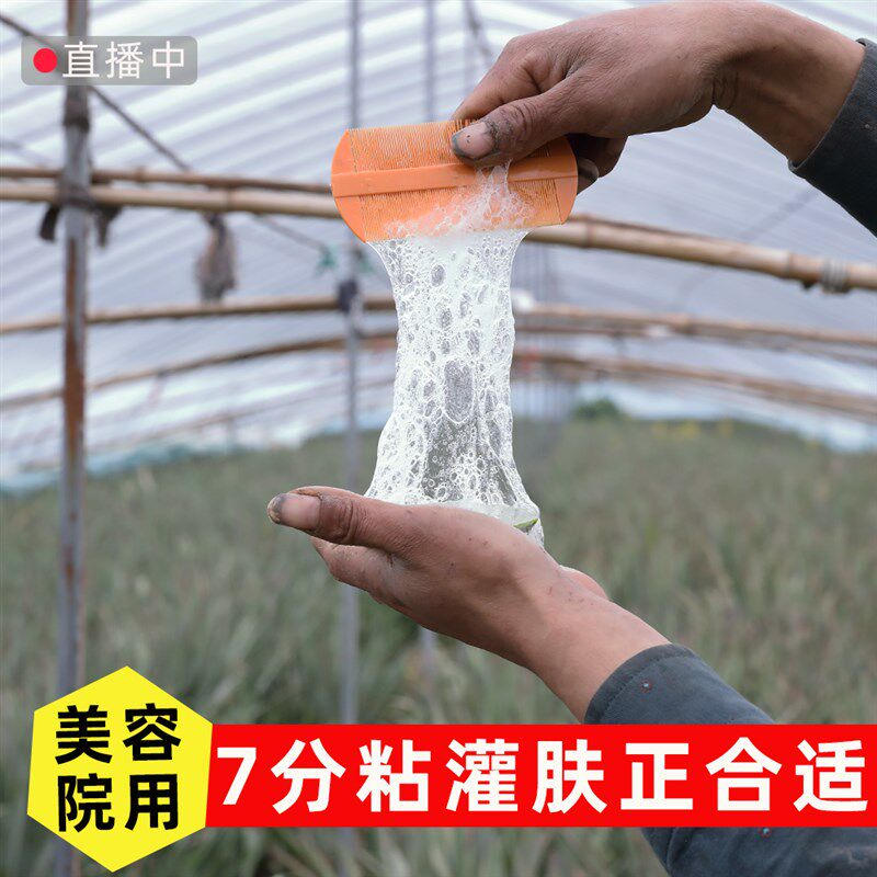 可吃食用美容院库拉索大芦荟灌肤叶片新鲜叶子肉厚绿植物补水罐肤